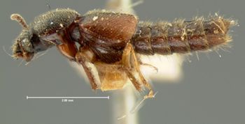 Media type: image;   Entomology 6529 Aspect: habitus lateral view